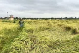 Hà Tĩnh: Nhiều diện tích lúa Xuân đang thời kỳ thu hoạch bị gãy đổ do mưa lớn