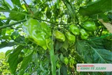 Ớt “siêu cay” Habanero mở hướng sản xuất mới tại xã Toàn Lưu