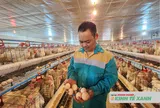 Chuyển từ nuôi gà thịt sang gà đẻ trứng, anh nông dân không lo đầu ra