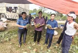 Nông dân xã Thượng Đức phấn khởi thu hoạch Dứa Cayen liên kết