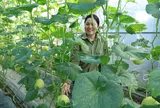 Trồng dưa trong nhà lưới - Hướng đi hiệu quả của nông dân xã Lộc Hà