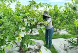 Biến vùng đất cằn thành vườn cây sai trĩu quả