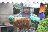 Hướng đi cho nghề nuôi ong lấy mật ở xã Kỳ Xuân