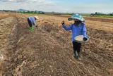 Nông dân Can Lộc chạy đua với thời tiết để khép kín diện tích trồng hành