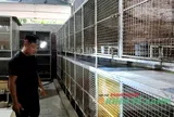 Kỹ sư xây dựng về quê khởi nghiệp với mô hình nuôi chồn hương, thu nhập gần 400 triệu đồng mỗi năm