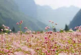 Đi giữa mùa hoa tam giác mạch