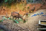 Người dân thoát nghèo từ mô hình chăn nuôi