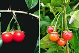 Phát triển dược liệu xanh - Hướng đi vững chắc cho y học và kinh tế Việt Nam