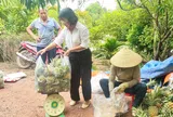 Hành trình “đổi đời” của cây dứa Hương Sơn