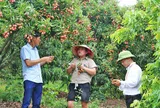 15 vườn vải đẹp của Bắc Ninh được vinh danh năm 2026