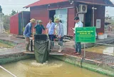 Cá ngạnh lồng bè trên sông: Bắc Ninh thử sức với một hướng nuôi mới