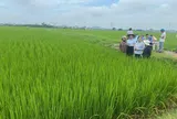 Ngọc Nương 9: Thêm một lựa chọn cho cánh đồng Bắc Ninh