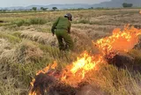 Thành phố Huế tăng cường kiểm soát, xử lý tình trạng đốt rơm rạ tự phát sau thu hoạch