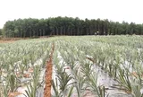 Kỳ vọng cây dứa sẽ "bén duyên" trên vùng đất Bạch Ngọc