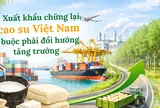 [eMagazine] Xuất khẩu chững lại, cao su Việt Nam buộc phải đổi hướng tăng trưởng