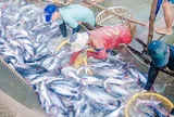 Ngành thủy sản Việt Nam tăng tốc nhờ lực đẩy từ đổi mới công nghệ