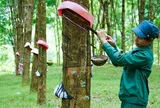 VRG kỳ vọng duy trì vị thế đầu tàu ngành cao su với mục tiêu tăng trưởng lớn
