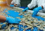 Xuất khẩu tôm khởi sắc, doanh nghiệp vẫn đối mặt nhiều áp lực