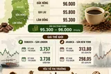 [Infographic] Giá cà phê ngày 28/7: Giao dịch ổn định, doanh nghiệp vẫn thận trọng thu mua
