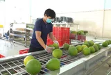 Xuất khẩu bưởi, chanh sang Trung Quốc: Cơ hội lớn đi kèm yêu cầu khắt khe