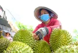 Xuất khẩu sầu riêng đón tín hiệu tích cực từ thị trường Ấn Độ