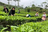 Hướng tới mốc 74 tỷ USD, ngành nông nghiệp tăng cường kiểm soát vùng trồng