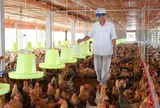 Ngành chăn nuôi bước vào cuộc đua tiêu chuẩn, minh bạch chuỗi cung ứng để giữ thị trường