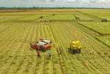 Đề án 1 triệu ha lúa giúp giảm chi phí, tăng giá trị gạo Việt
