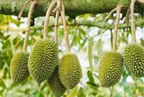 Sầu riêng tươi Việt Nam chính thức được phép xuất khẩu sang thị trường Ấn Độ