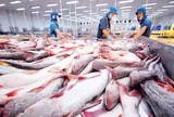 Cá tra Việt Nam đạt 43 triệu USD tại thị trường Anh