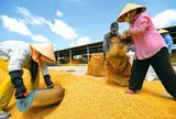Quy định mới về điều kiện và quản lý hoạt động xuất khẩu gạo