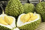 Giá sầu riêng hôm nay 16/1/2026: Musang King giữ vị trí cao nhất