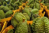 Giá sầu riêng hôm nay 23/1/2026: Trở lại đà tăng