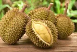 Giá sầu riêng hôm nay 11/3/2026: Sầu riêng Thái và sầu riêng Musang King tăng giá