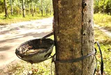 Giá cao su hôm nay 4/5/2026: Thế giới biến động trái chiều