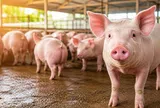 Giá heo hơi hôm nay 4/5: Đồng Nai chạm mốc 70.000 đồng/kg