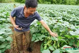 Hải Phòng: Đột phá kinh tế nông nghiệp từ mô hình trồng cây đậu tương Cao Hùng 09 xuất khẩu Nhật Bản