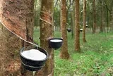Giá cao su hôm nay 27/5/2026: Thế giới phân hóa, trong nước ổn định