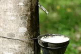Giá cao su hôm nay 4/6/2026: Thế giới giảm nhẹ, trong nước ổn định