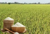 Giá lúa gạo hôm nay 4/6/2026: Toàn cảnh thị trường, xuất khẩu
