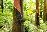 Giá cao su hôm nay 5/6/2026: Thế giới duy trì đà tăng, trong nước ổn định