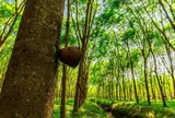 Giá cao su hôm nay 14/6/2026: Thế giới tiếp đà tăng nhờ lo ngại nguồn cung