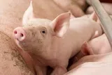 Giá heo hơi hôm nay 14/6: Thị trường phân hóa mạnh giữa ba miền