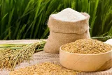 Giá lúa gạo hôm nay 15/6/2026: Duy trì ổn định
