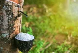 Giá cao su hôm nay 16/6/2026: Nhật Bản tăng nhờ nguồn cung thắt chặt