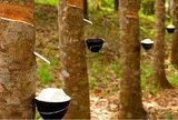 Giá cao su hôm nay 19/6/2026: Thế giới biến động trái chiều