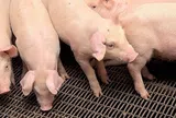 Giá heo hơi hôm nay 19/6: Cà Mau tiếp tục mức thấp nhất 62.000 đồng/kg