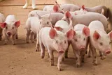 Giá heo hơi hôm nay 20/6: Thị trường không ghi nhận biến động mới