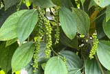Giá tiêu hôm nay 2/7/2026: Giảm mạnh, có nơi mất tới 4.000 đồng/kg