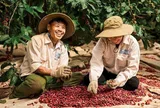 Giá cà phê hôm nay 16/7/2026: Bật tăng trở lại